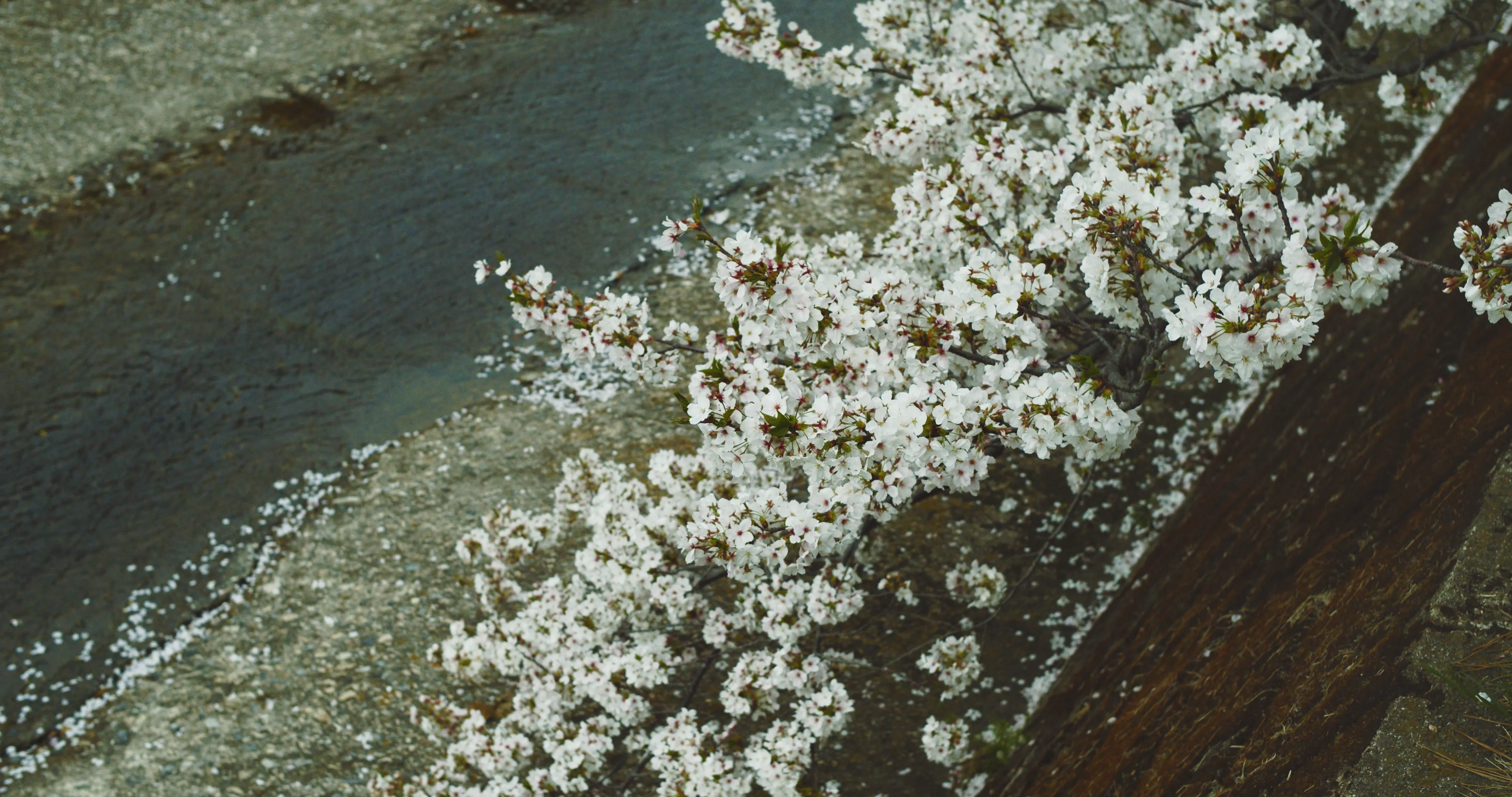 川に垂れ下がる桜の画像